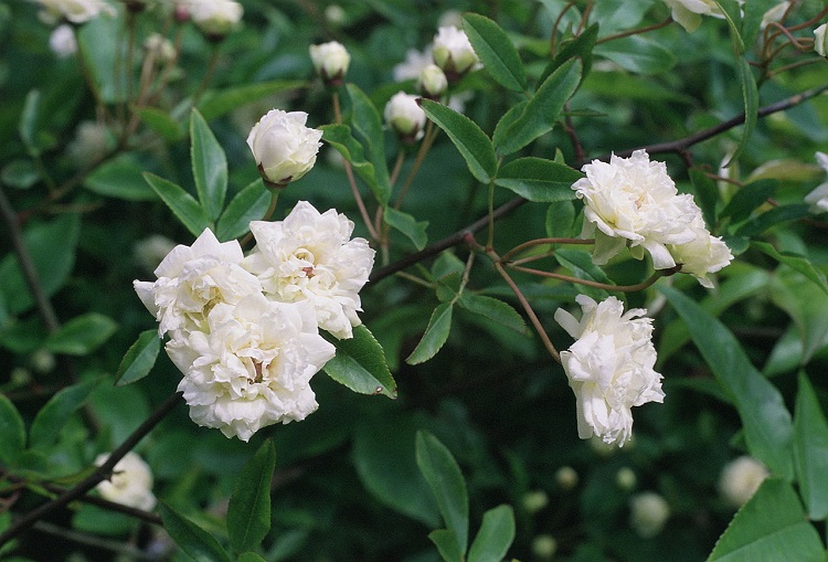 ROSA RAMPICANTE BANKSIAE ALBA