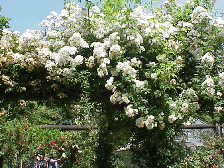 ROSA RAMPICANTE BANKSIAE ALBA
