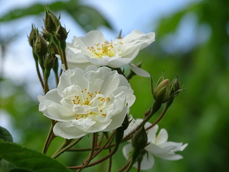 ROSA RAMPICANTE BANKSIAE PUREZZA