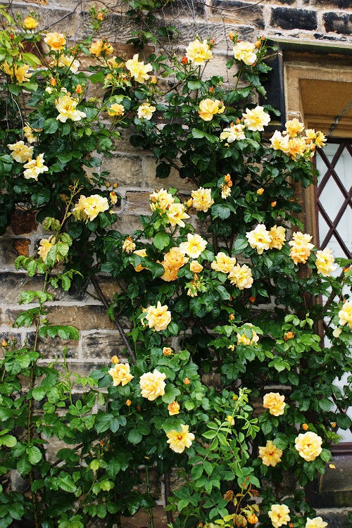 ROSA RAMPICANTE G.F. STELLA DORATA