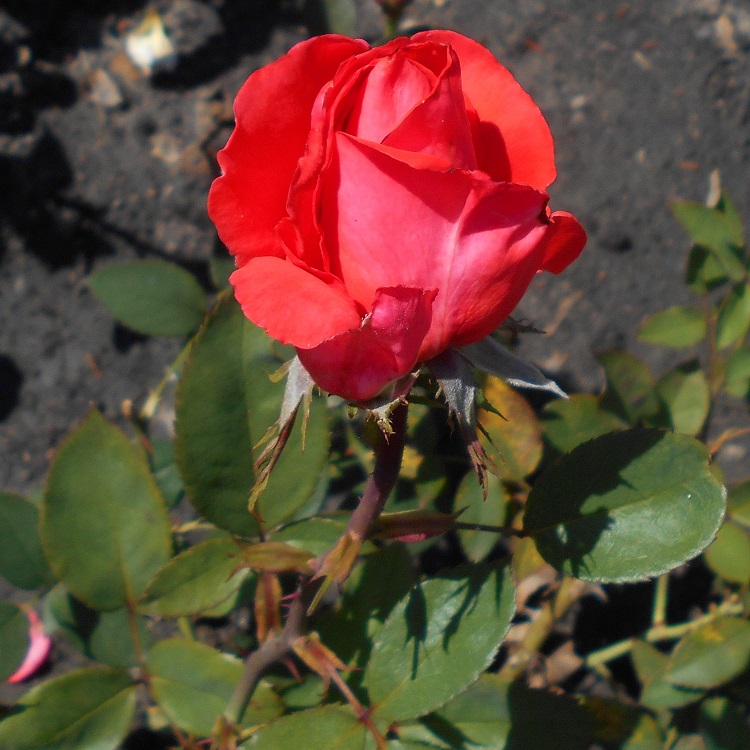 ROSA RAMPICANTE G.F. SUPER STAR