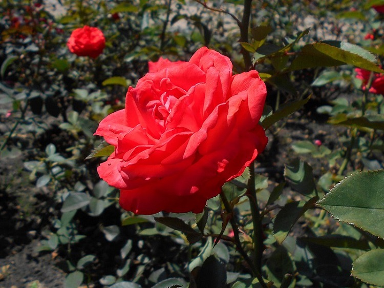 ROSA RAMPICANTE G.F. SUPER STAR