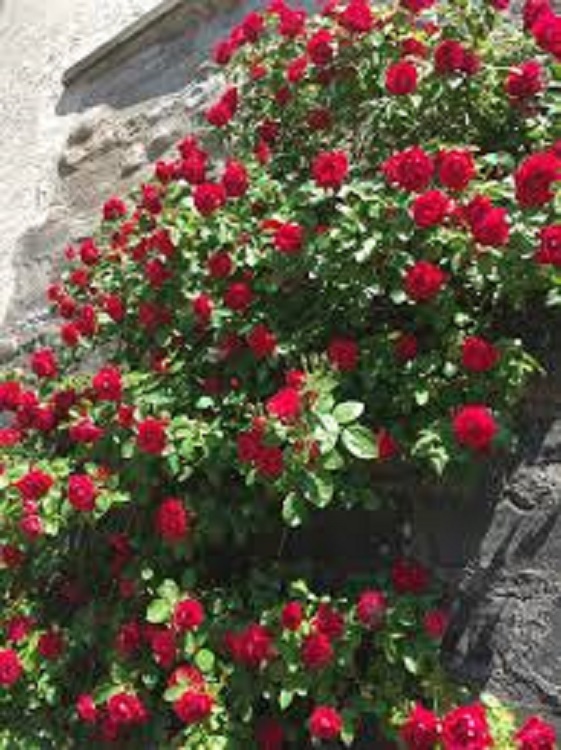 ROSA RAMPICANTE P.F. BLAZE