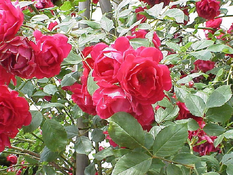ROSA RAMPICANTE P.F. BLAZE