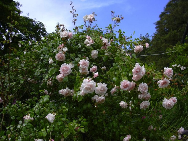 ROSA RAMPICANTE P.F. NEW DAWN