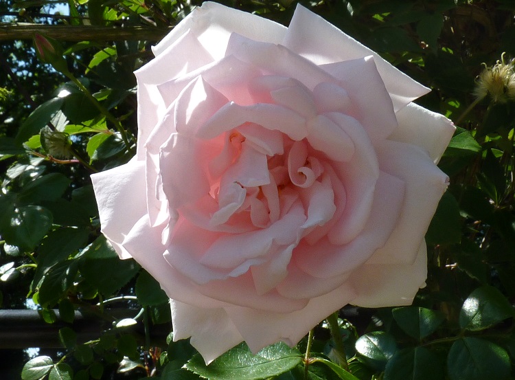 ROSA RAMPICANTE P.F. NEW DAWN