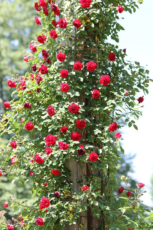 ROSA RAMPICANTE P.F. PAUL'S SCARLET