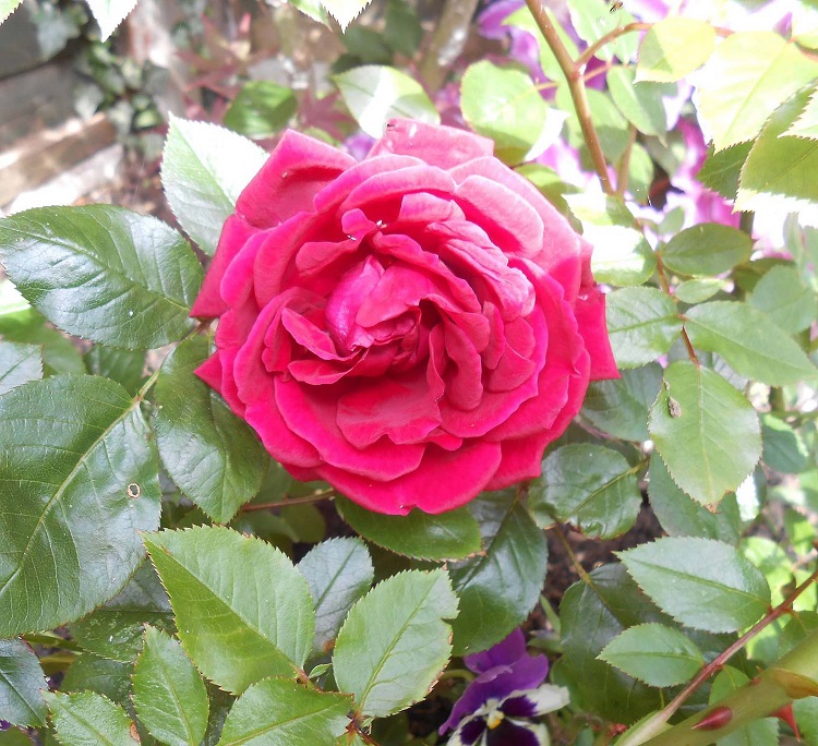 ROSA RAMPICANTE P.F. PAUL'S SCARLET