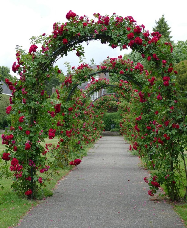 ROSA RAMPICANTE P.F. RED FLAME