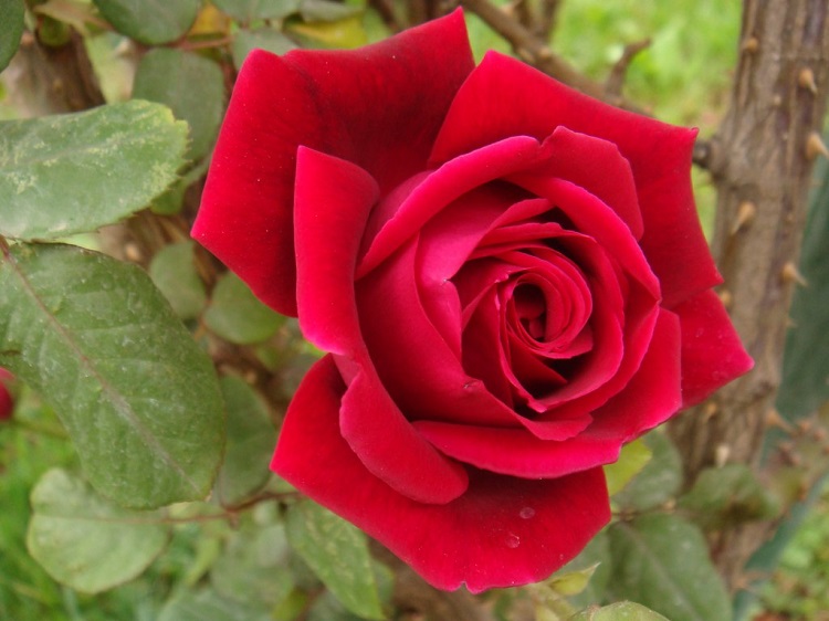 ROSA RAMPICANTE P.F. RED FLAME