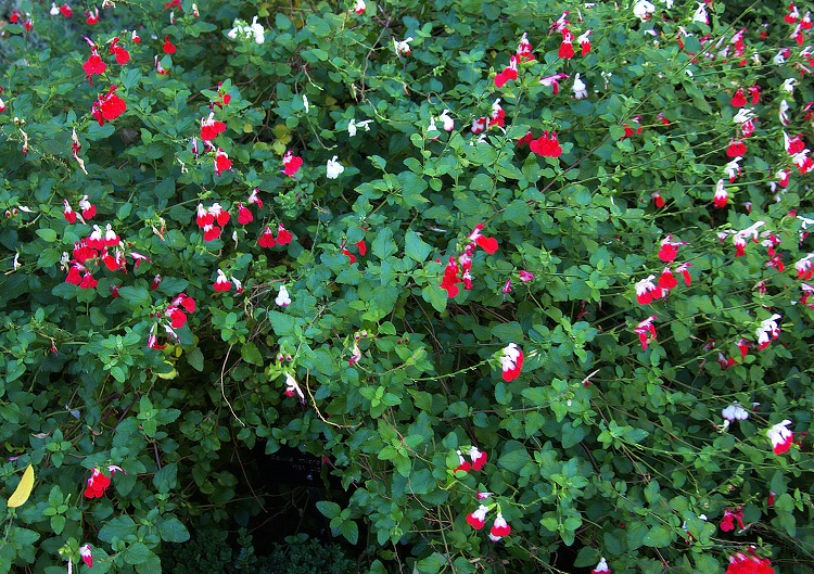 SALVIA MICROPHYLLA HOT LIPS
