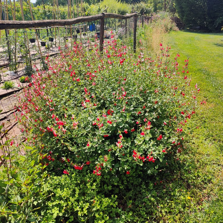 SALVIA MICROPHYLLA HOT LIPS