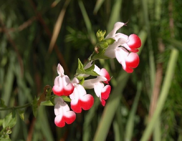 SALVIA MICROPHYLLA HOT LIPS