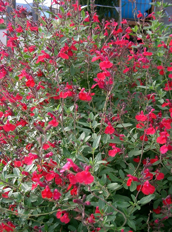 SALVIA MICROPHYLLA ROYAL BUMBLE