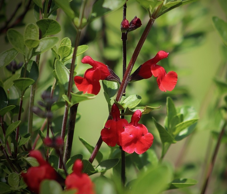 SALVIA MICROPHYLLA ROYAL BUMBLE