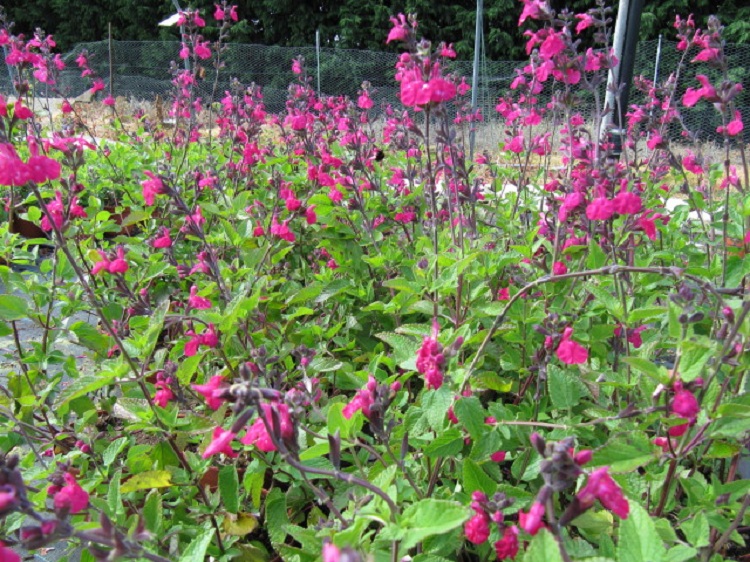 SALVIA MICROPHYLLA PINK BLUSH
