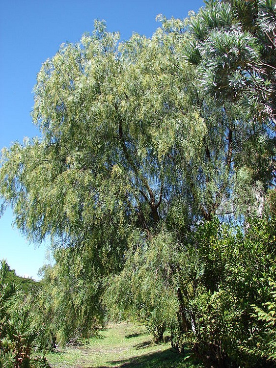SCHINUS MOLLE