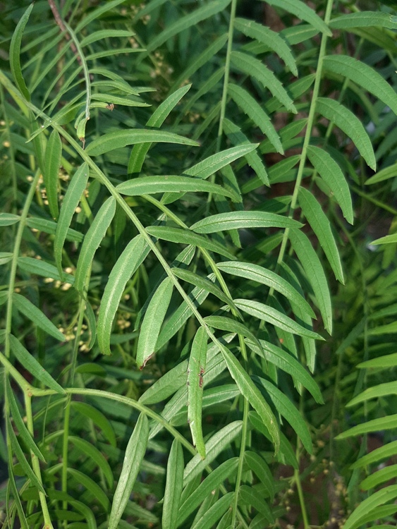 SCHINUS MOLLE