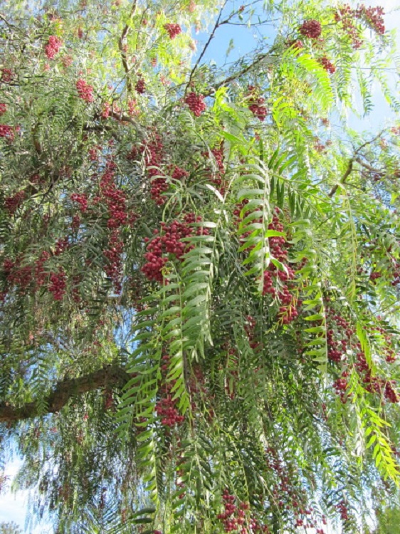 SCHINUS MOLLE