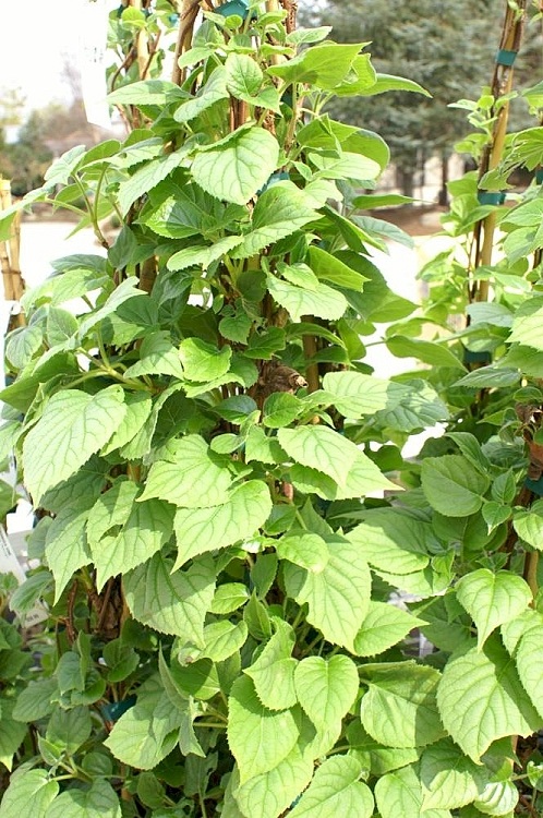 SCHIZOPHRAGMA HYDRANGEOIDES ROSEUM
