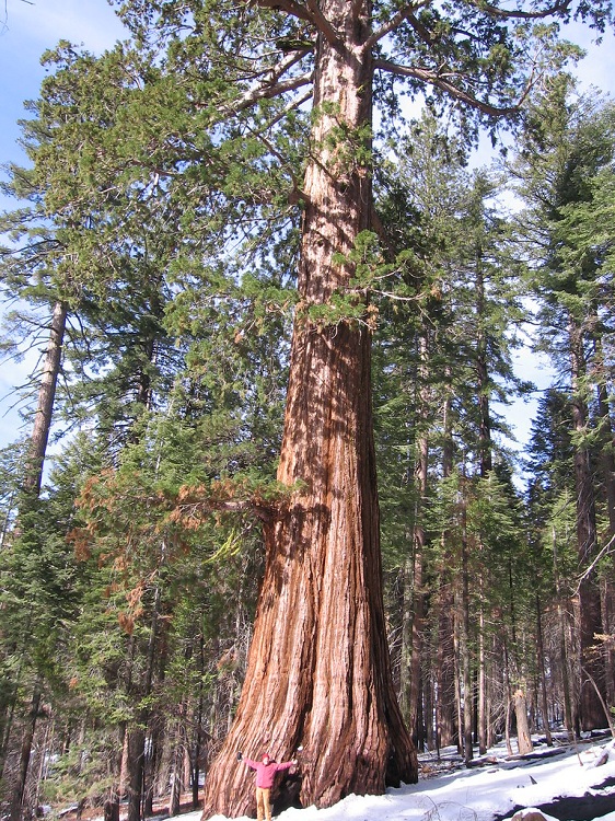 SEQUOIADENDRON GIGANTEUM