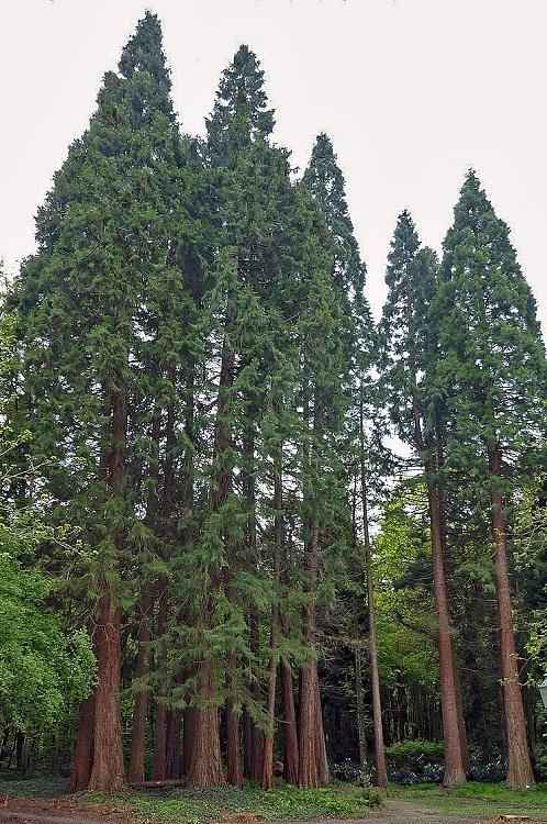 SEQUOIADENDRON GIGANTEUM