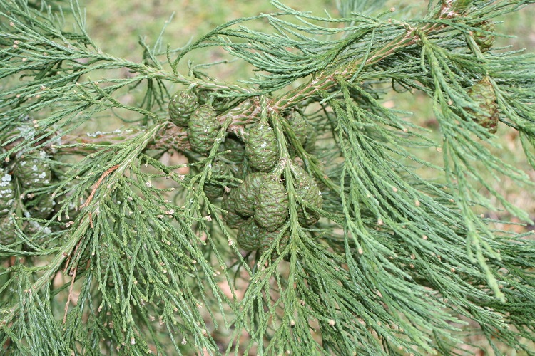SEQUOIADENDRON GIGANTEUM