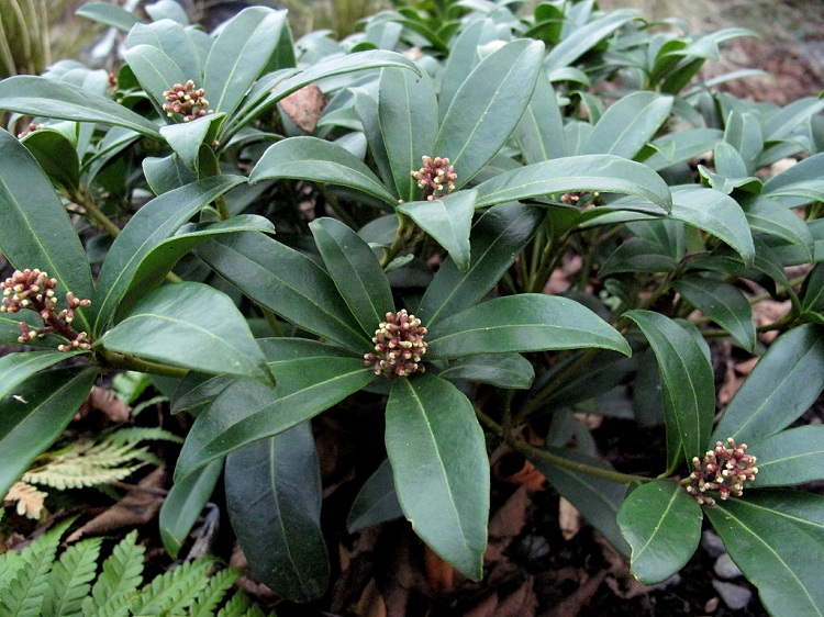 SKIMMIA JAPONICA ATTRACTION