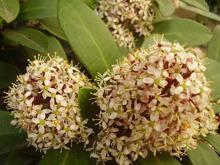 SKIMMIA JAPONICA ATTRACTION