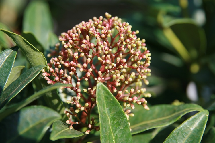 SKIMMIA JAPONICA DELIGHT