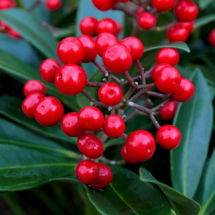 SKIMMIA JAPONICA OBSESSION