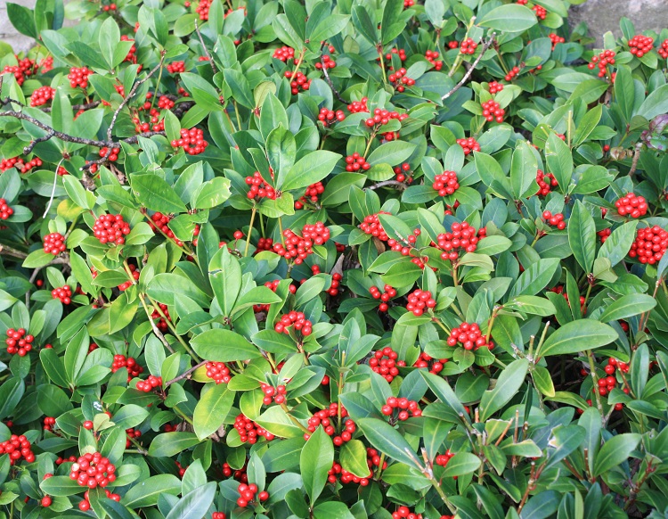 SKIMMIA JAPONICA PASSION