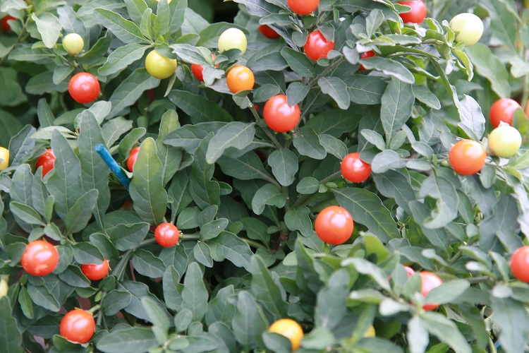 SOLANUM CAPSICASTRUM