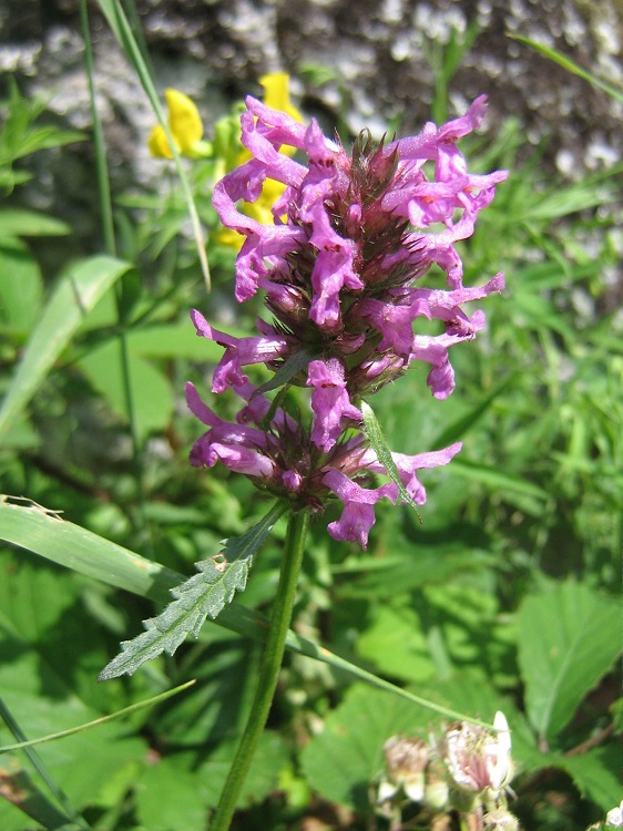 STACHYS MONIERI ZWERG