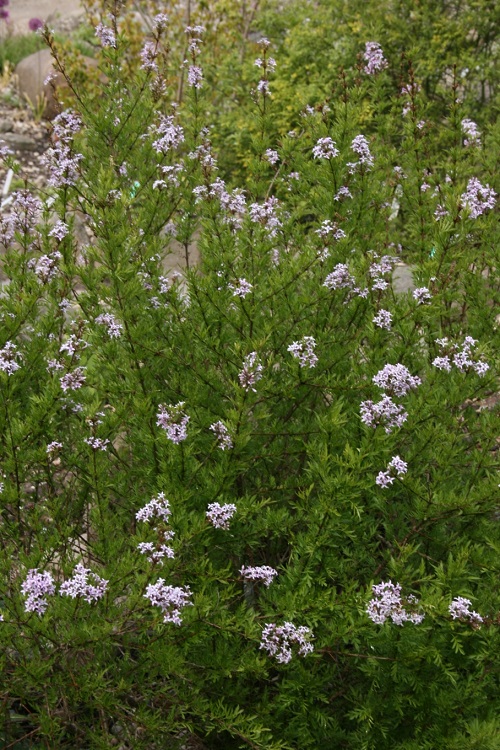 SYRINGA AFGHANICA