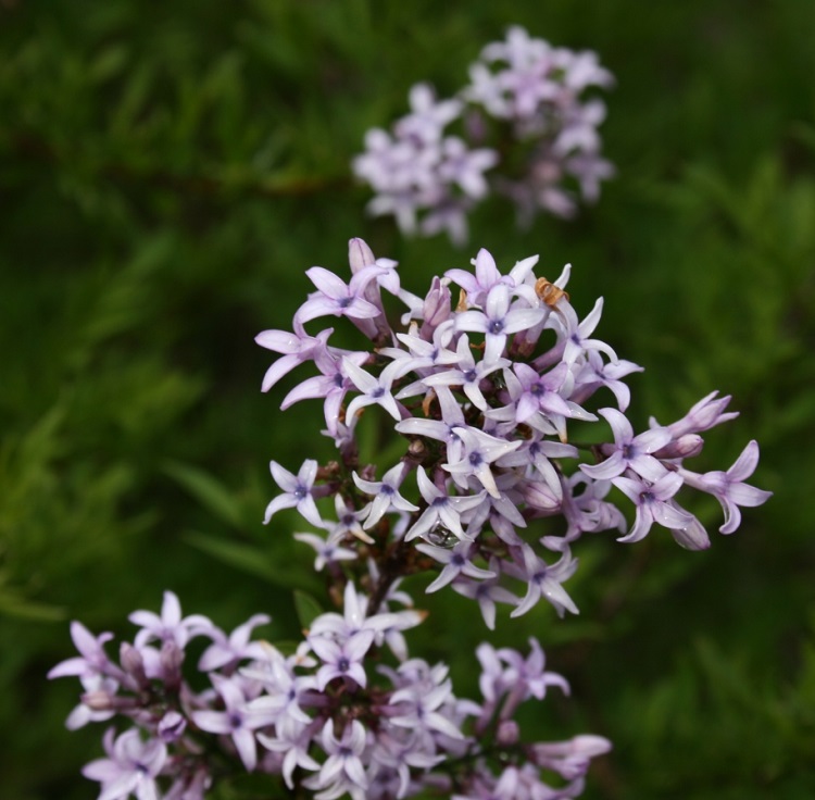 SYRINGA AFGHANICA
