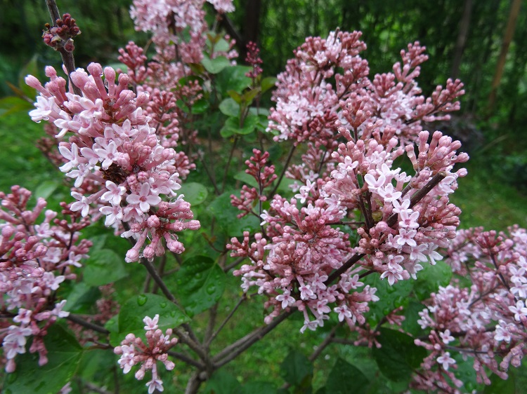 SYRINGA BLOOMERANG PINK PERFUME