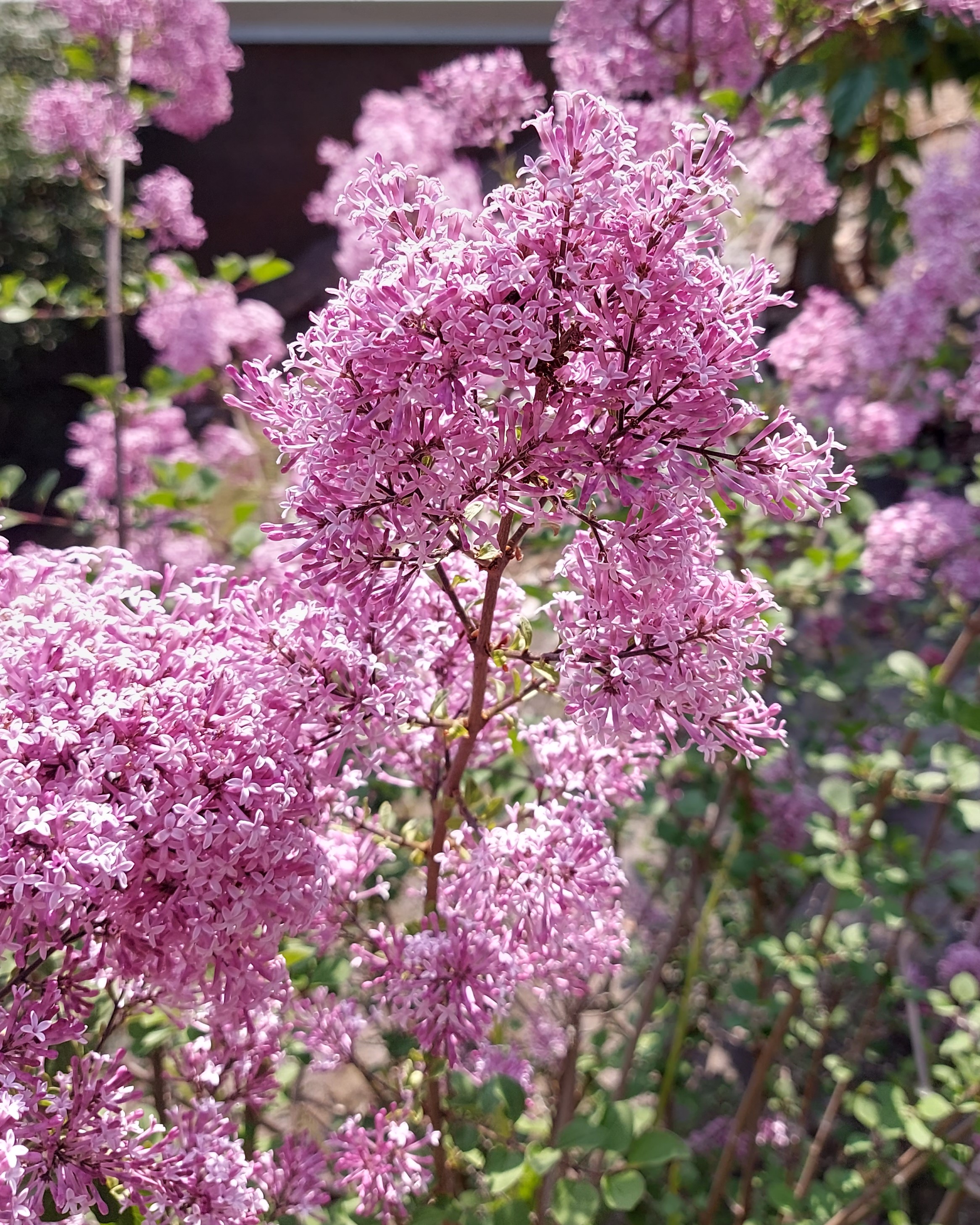 SYRINGA BLOOMERANG PINK PERFUME