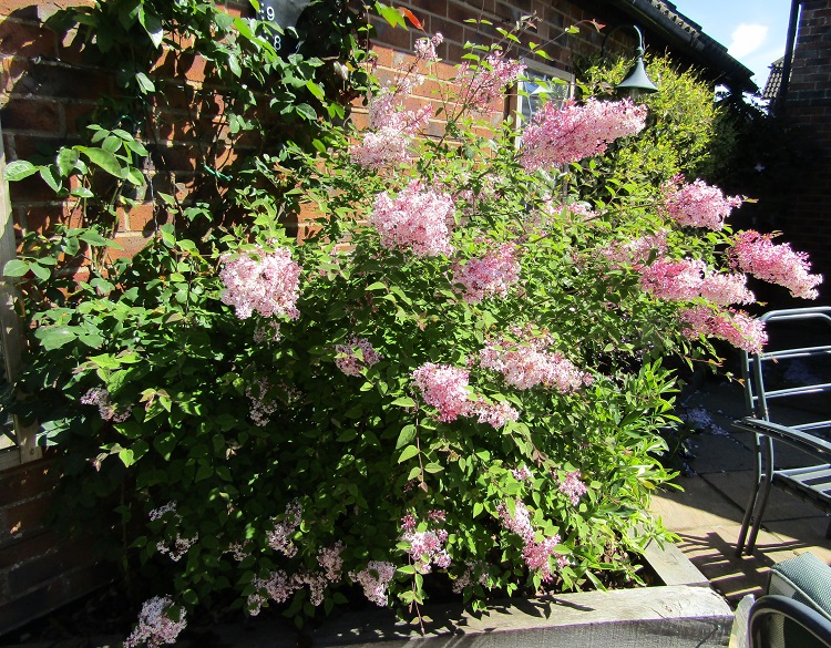SYRINGA JOSEE