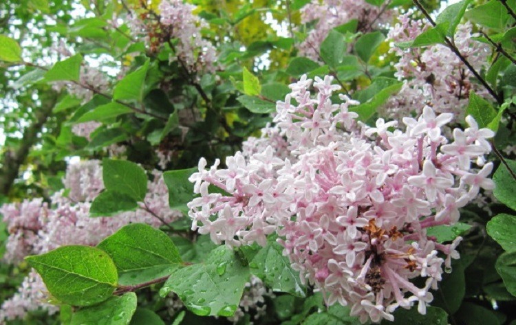 SYRINGA JOSEE