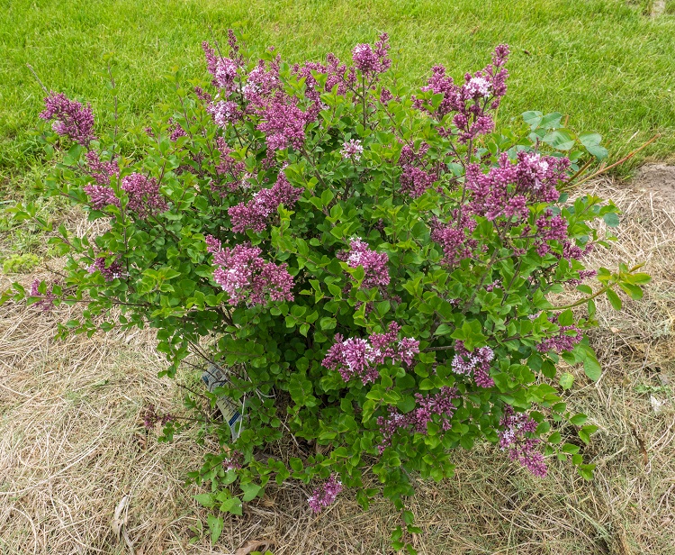 SYRINGA RED PIXIE