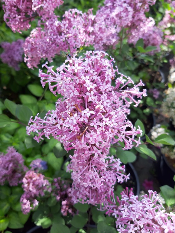SYRINGA RED PIXIE