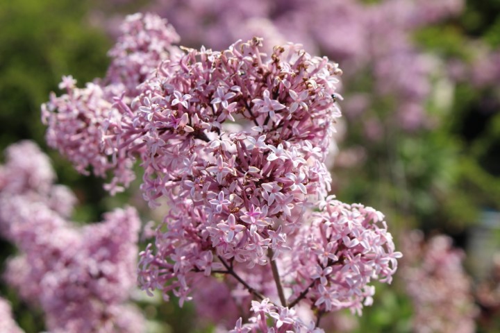 SYRINGA RED PIXIE