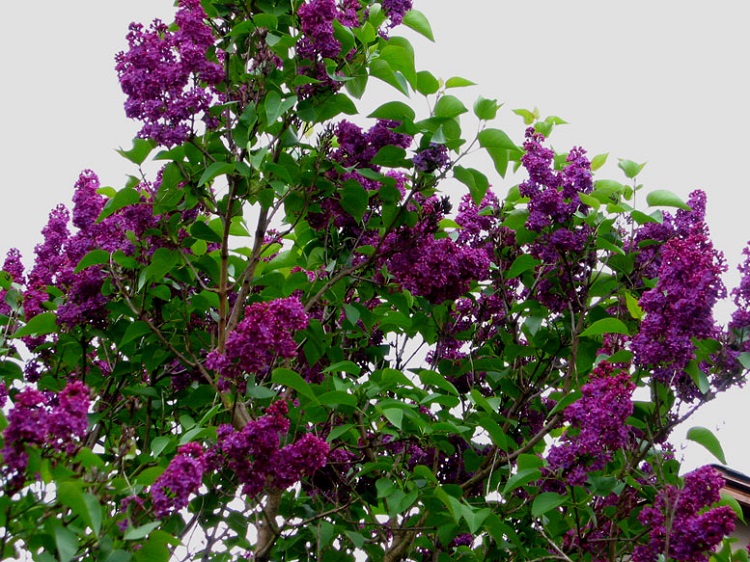 SYRINGA VULGARIS CHARLES JOLY