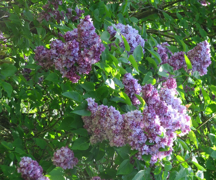 SYRINGA VULGARIS KATHERINE HAVEMEYER