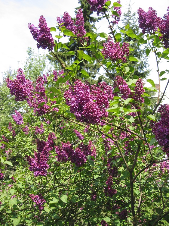 SYRINGA VULGARIS DE LOUIS SPAETH