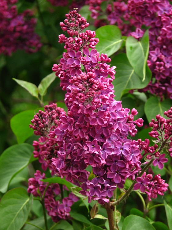 SYRINGA VULGARIS DE LOUIS SPAETH