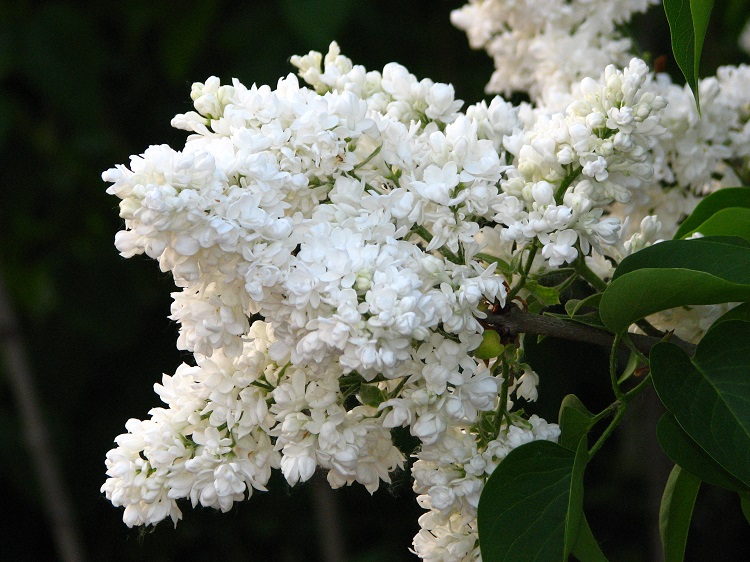 SYRINGA VULGARIS MADAME LEMOINE
