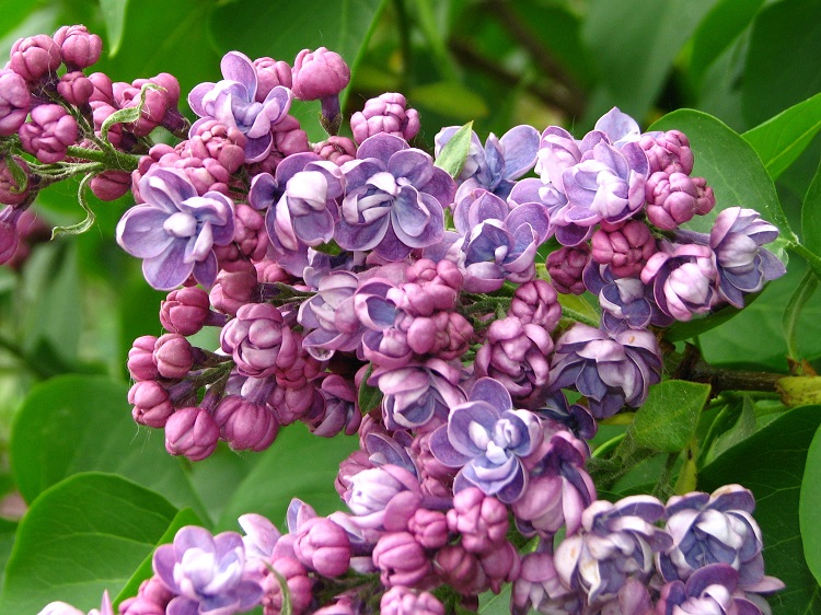 SYRINGA VULGARIS MICHEL BUCHNER