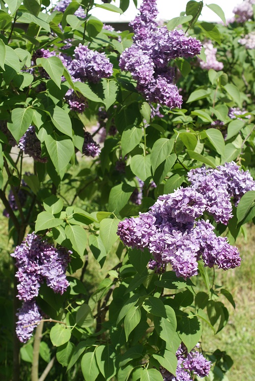 SYRINGA VULGARIS MICHEL BUCHNER
